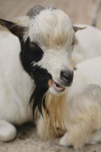 Close-up of a dog