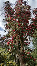 Low angle view of red flowering tree against sky