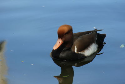 Close-up of duck swimming on lake