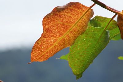 Close-up of leaves