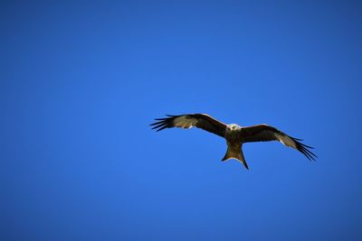 Low angle view of red kite flying against blue sky