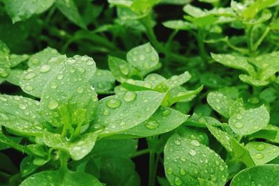 Close-up of water drops on leaves