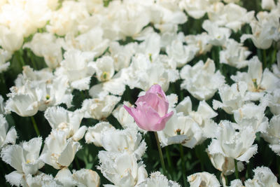 Blooming tulip flowers in spring as floral background