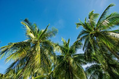 Low angle view of palm trees against blue sky