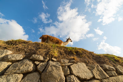 Low angle view of guanaco on grass against sky