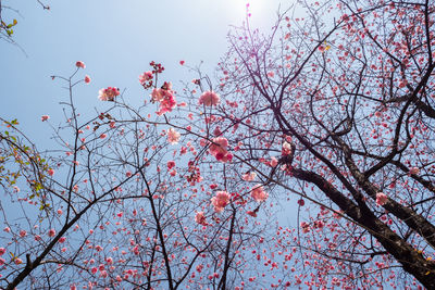 Low angle view of cherry blossoms against sky