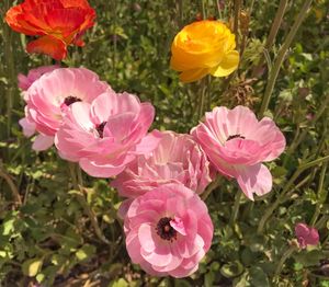 Close-up of pink flowering plants in park