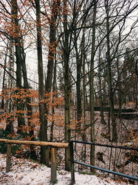 Trees in forest during winter