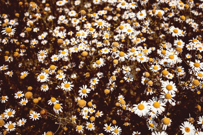 Vintage colored medical roman chamomile flowers field