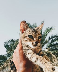 Close-up of hand holding cat against clear sky