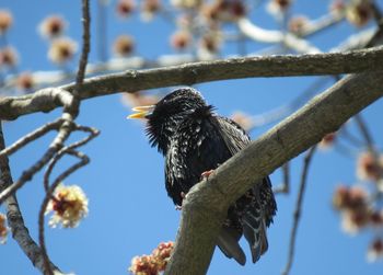 Low angle view of bird perching on branch against sky