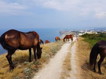 Horses grazing in a field