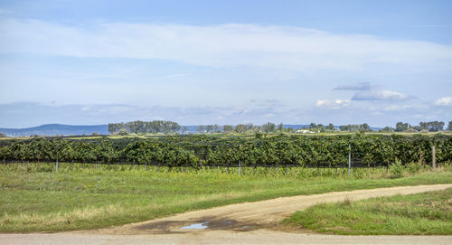 Scenic view of field against sky