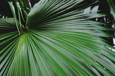 Close-up of palm tree leaf