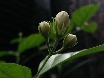 White buds