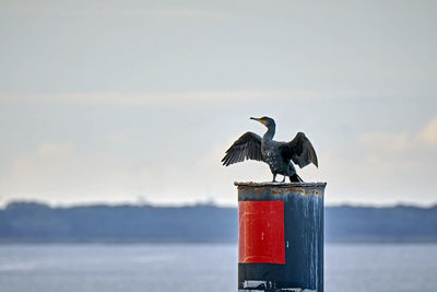 Seagull perching on wooden post