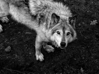Portrait of a dog