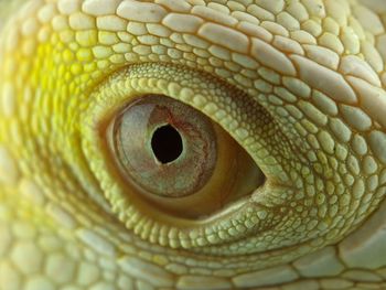 Macro shot of lizard