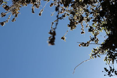 Low angle view of tree against blue sky