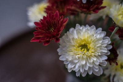 Close-up of white flowering plant