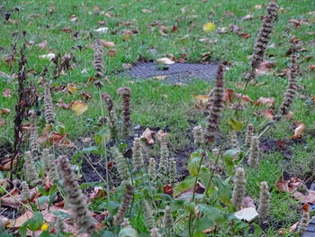 High angle view of plants growing on land