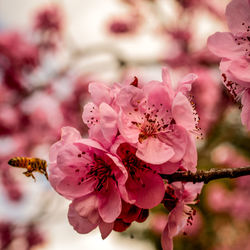 Close-up of pink cherry blossoms