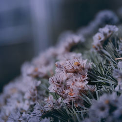 Close-up of white flowering plants