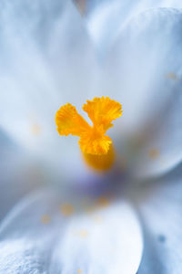 Close-up of yellow crocus flower