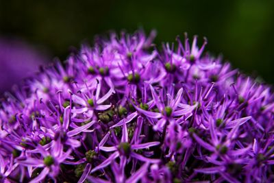 Close-up of purple flowers