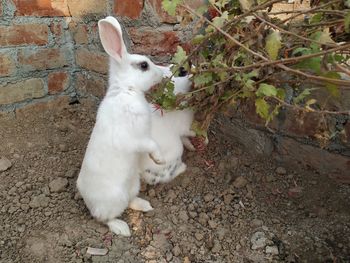 High angle view of white rabbit on field