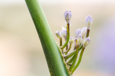 Close-up of flowering plant