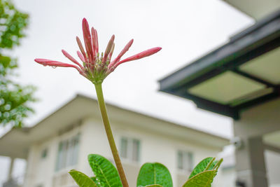 Close-up of pink flowering plant