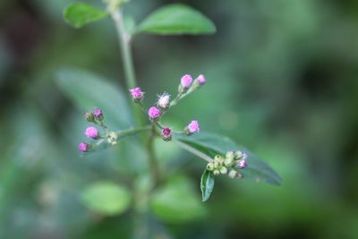 Close-up of pink flowering plant