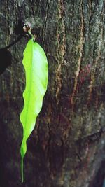 Close-up of fresh green leaf on tree trunk