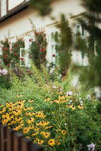 Close-up of flowering plants on field