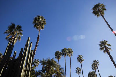 Low angle view of palm trees against blue sky