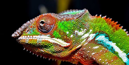 Close-up of lizard on leaf