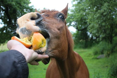 Cropped hand feeding apple to horse against trees