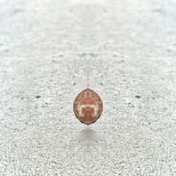 High angle view of a shell on snow
