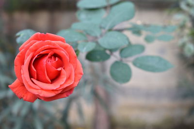 Close-up of red rose