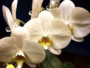 Close-up of frangipani blooming outdoors