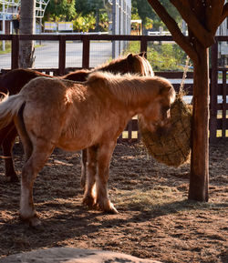 Horse standing in ranch