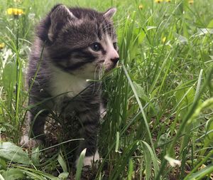 Close-up of a cat looking away