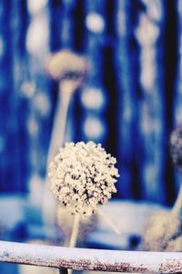 Close-up of flower against blurred background