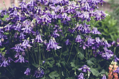 Beautiful blooming pink lupine flowers. moody bold colors. blurred natural background.