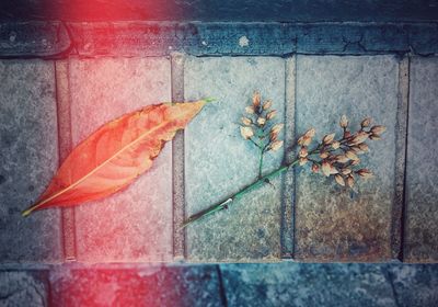 Close-up of dry maple leaf on brick wall