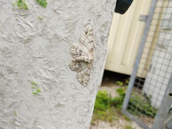 Close-up of tree trunk