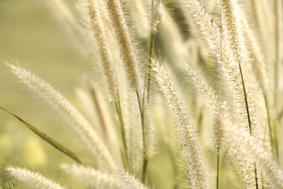 Close-up of stalks against blurred background