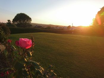 Flowers blooming on field against sky at sunset