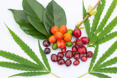 Close-up of fruits on plant against white background